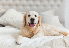 ペット飼育可（1階は大型犬も可）